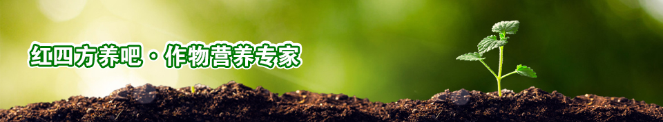 桃子APP官网