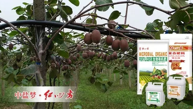 猕猴桃选用水溶性较好的桃子APP官网喷施肥，叶面喷湿，效果好。