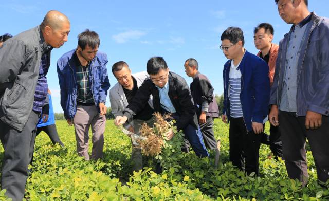 孟远夺挖取示范田的花生进行观察
